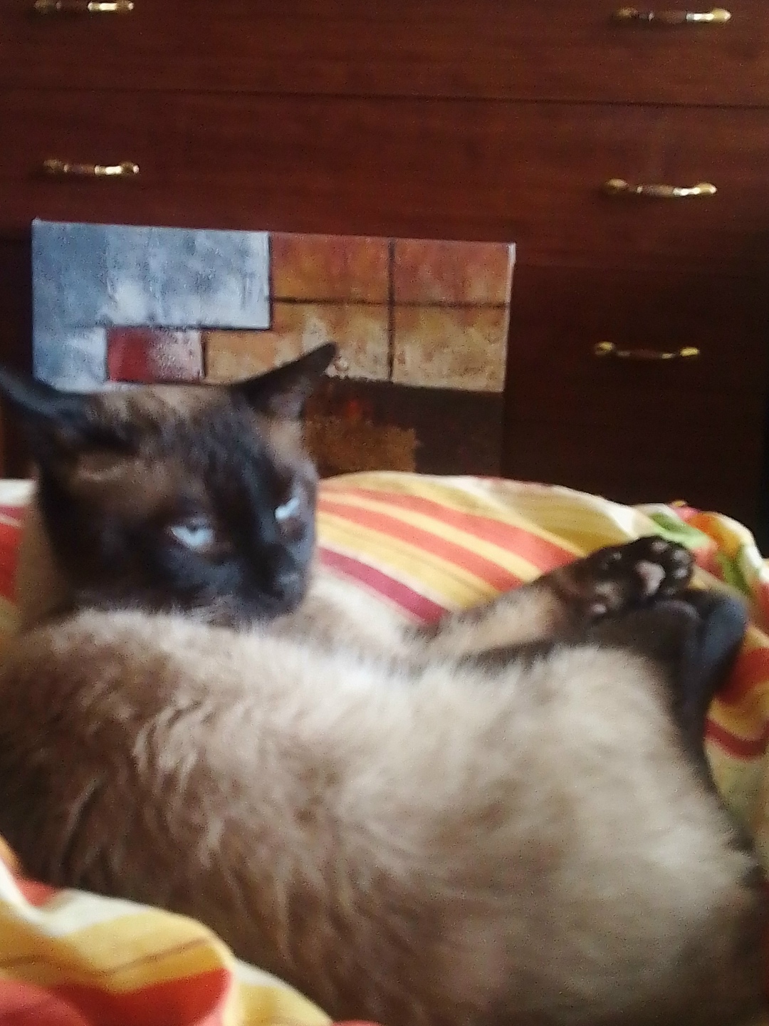 Пропала кошка в Дмитрове — фото объявления