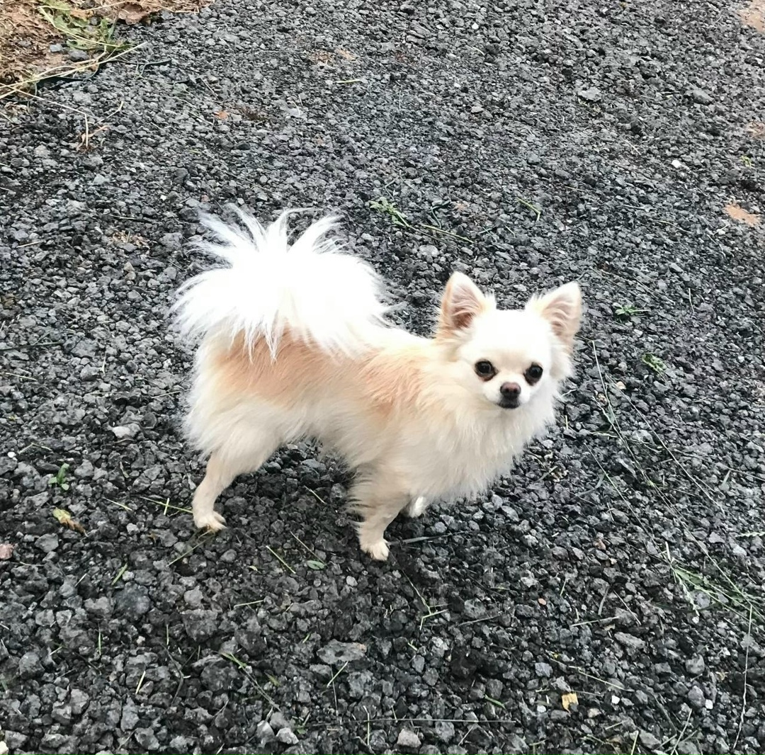 Пропала собака в Дмитрове — фото объявления