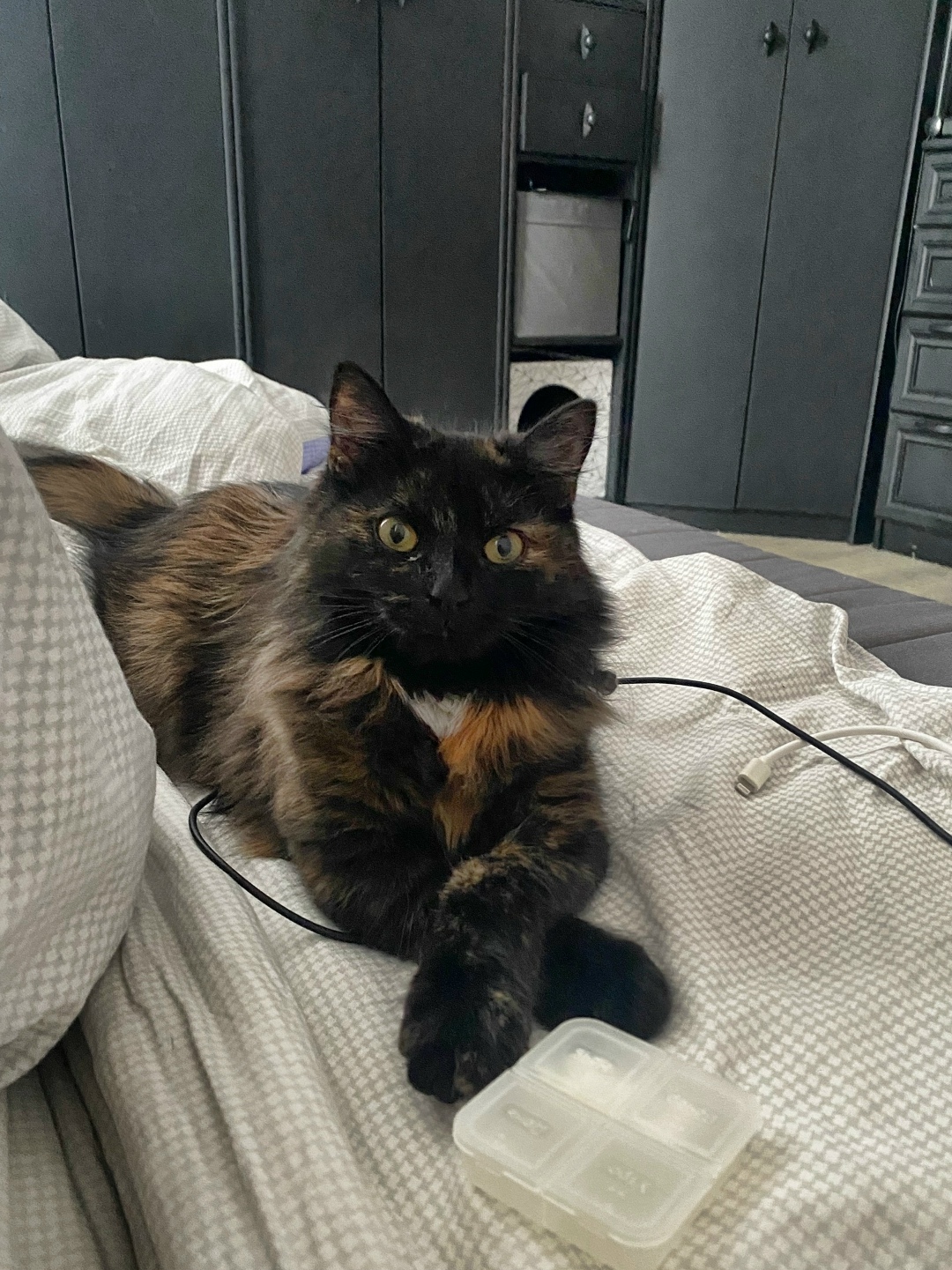 Пропала кошка в Дмитрове — фото объявления