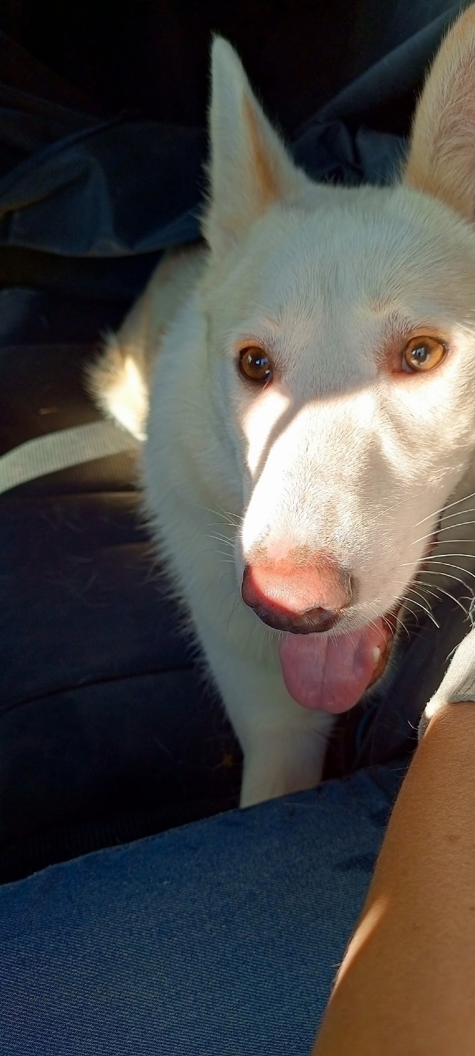 Найдена собака в Дмитрове — фото объявления