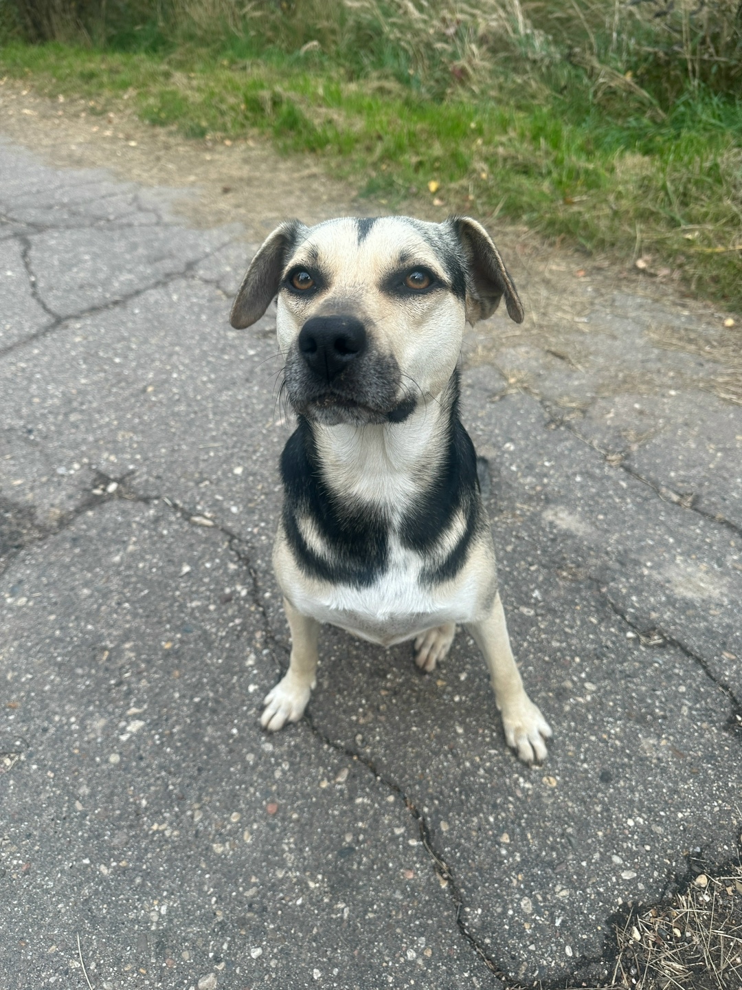 Пропала собака в Дмитрове — фото объявления