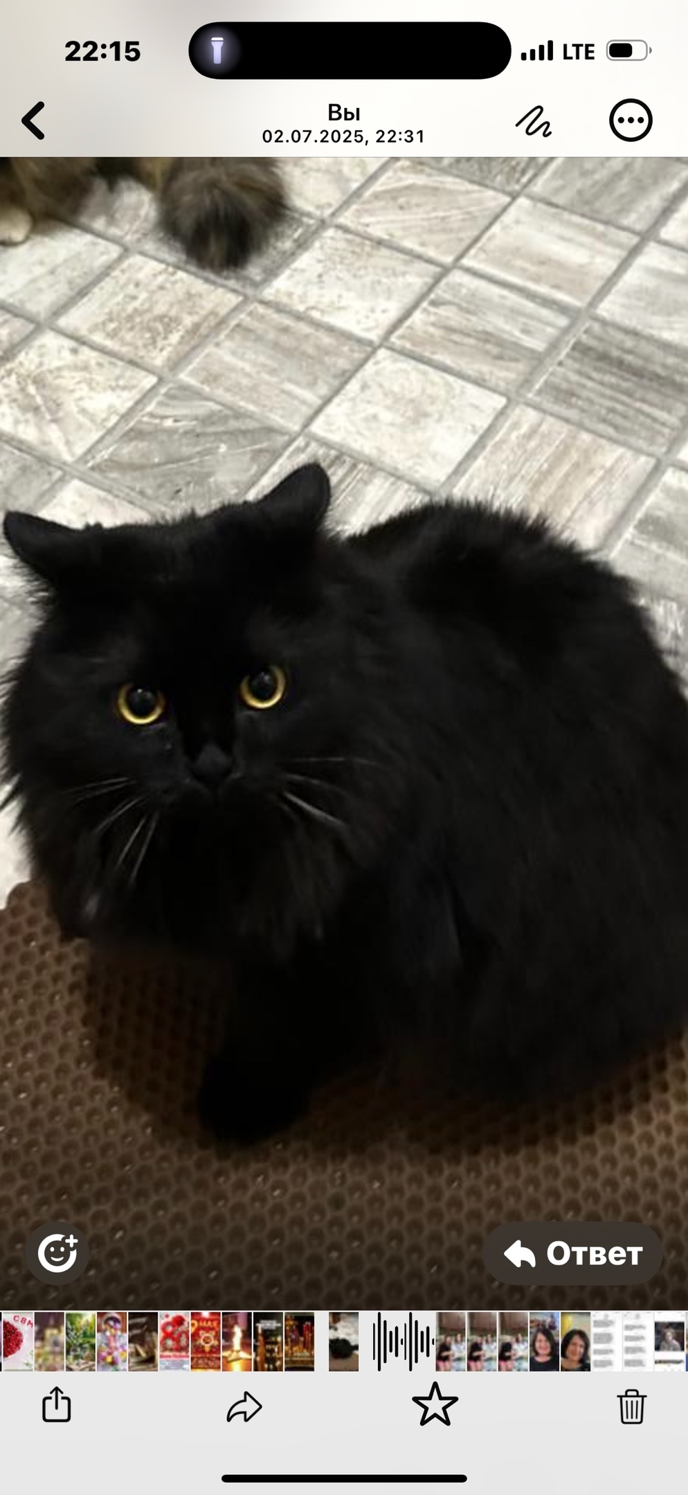 Пропала собака в Дмитрове — фото объявления