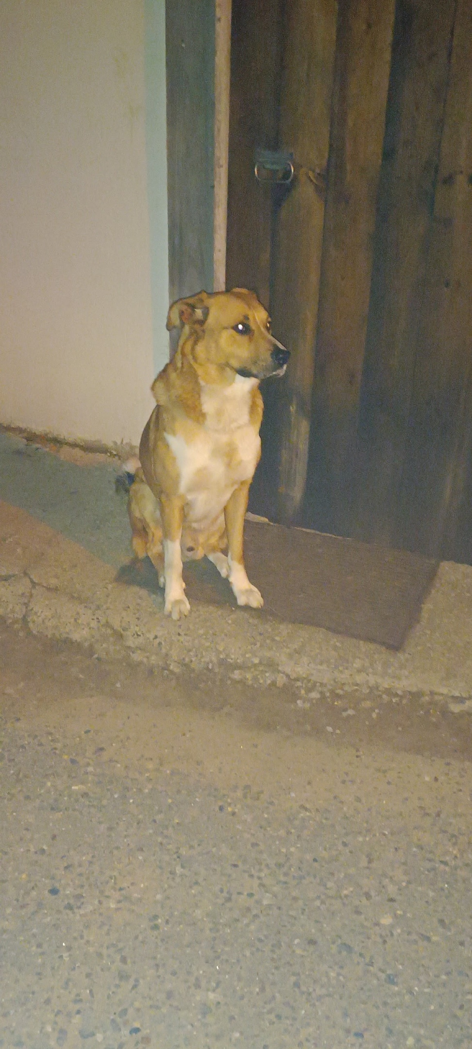 Пропала собака в Дмитрове — фото объявления