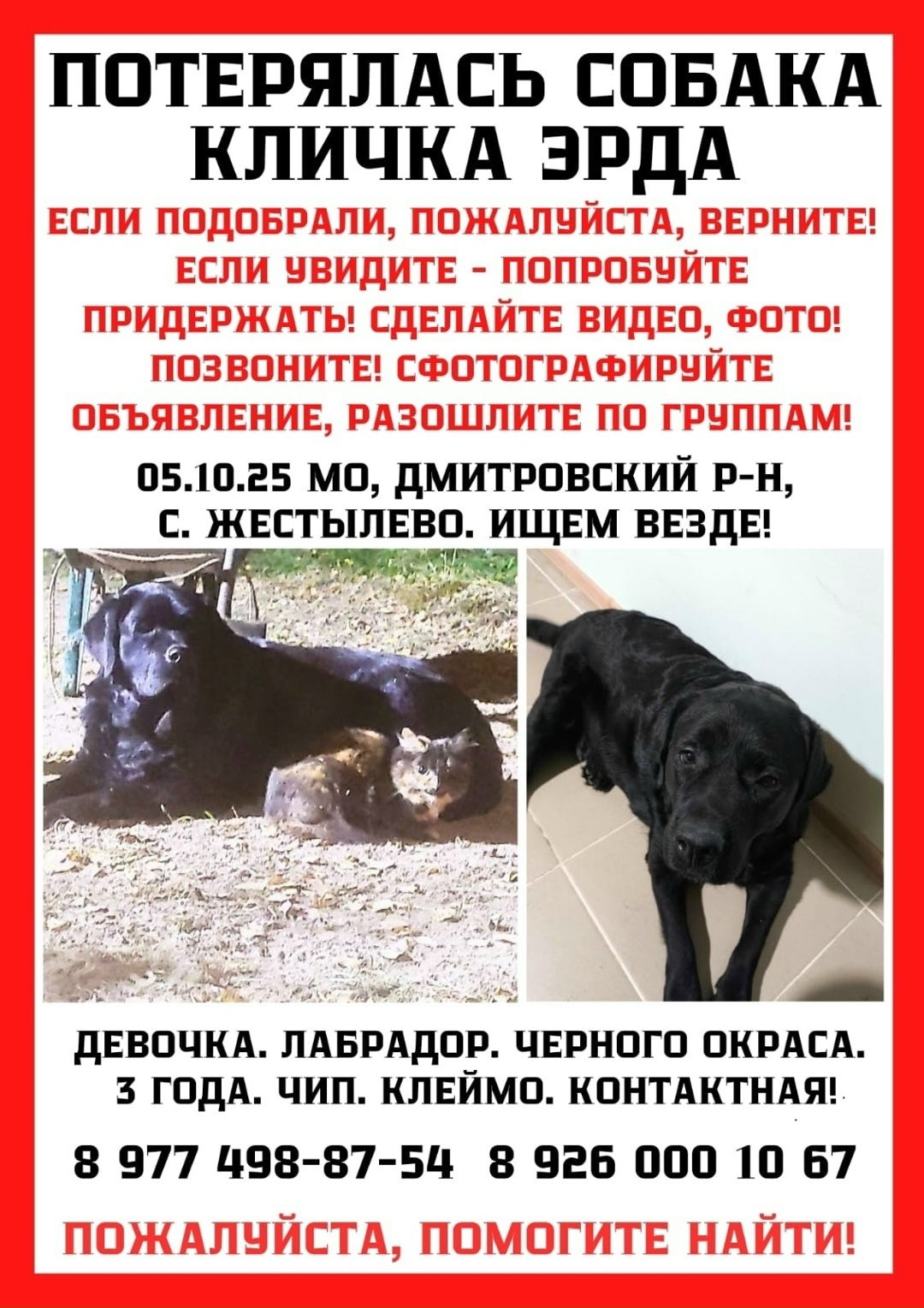Пропала собака в Дмитрове — фото объявления