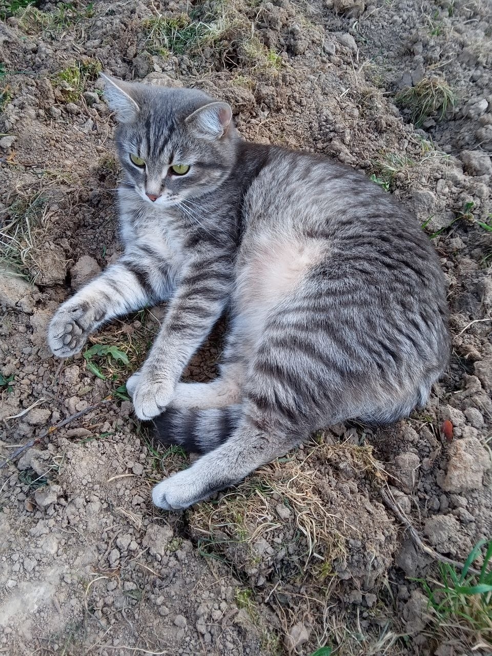 Пропала собака в Дмитрове — фото объявления