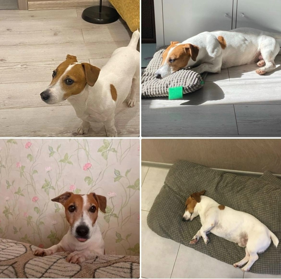 Пропала собака в Дмитрове — фото объявления