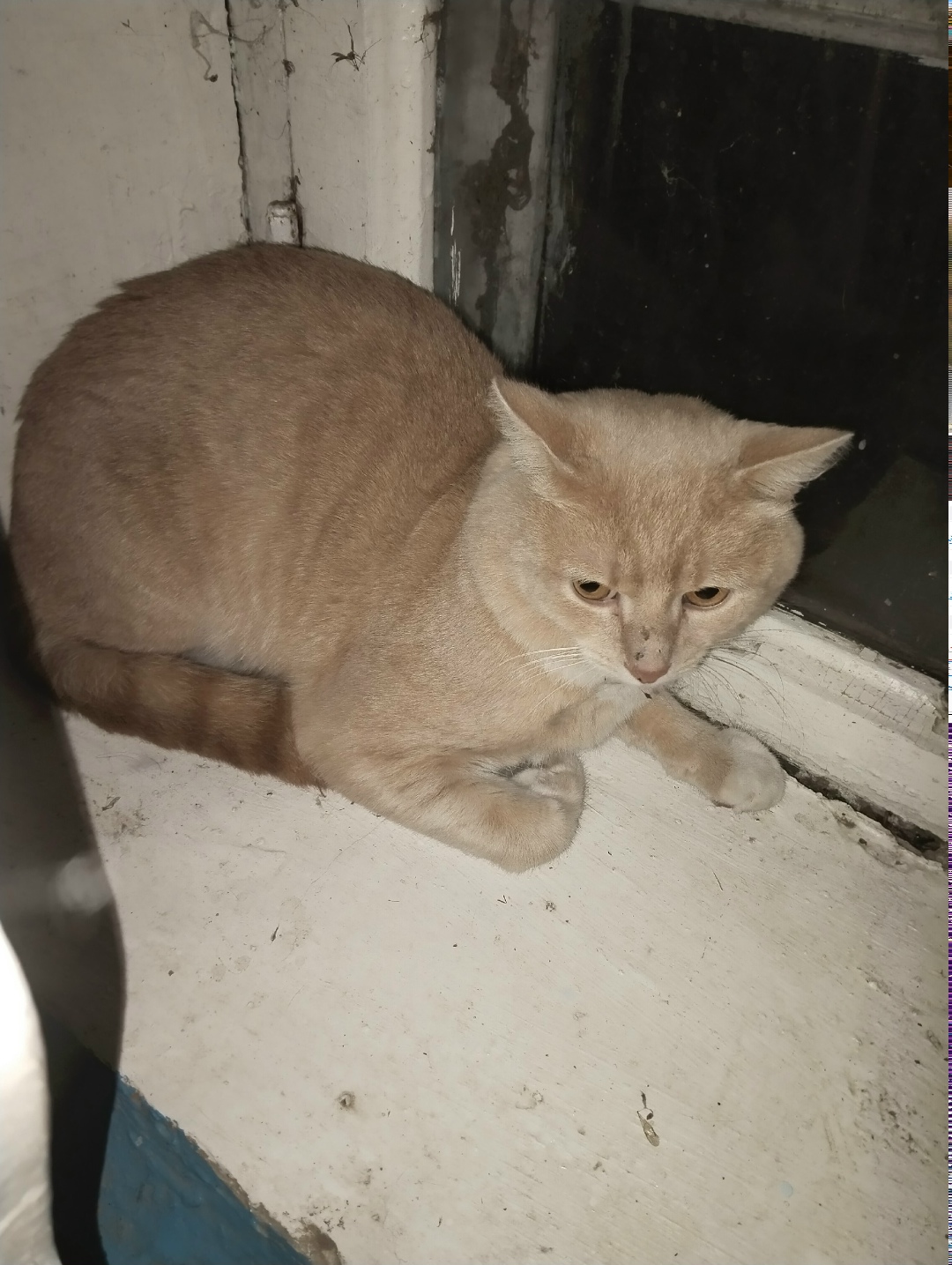 Пропала кошка в Дмитрове — фото объявления