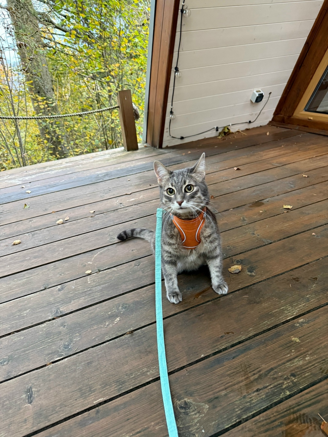 Пропала кошка в Дмитрове — фото объявления