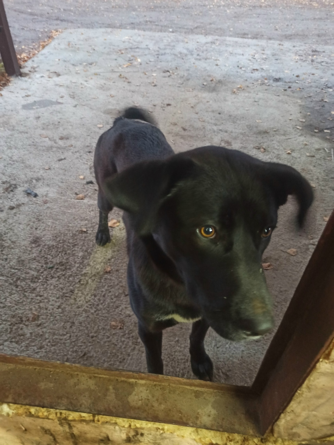 Найдена собака в Дмитрове — фото объявления