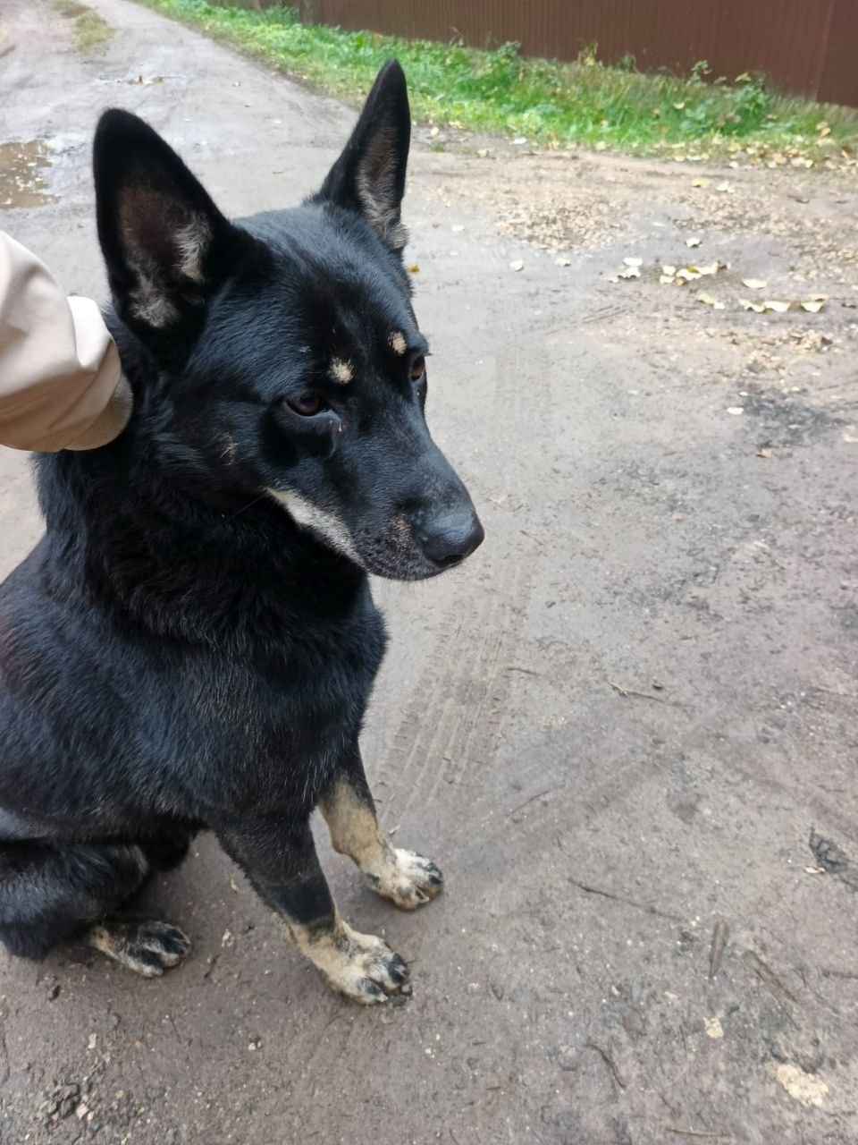 Найдена собака в Дмитрове — фото объявления