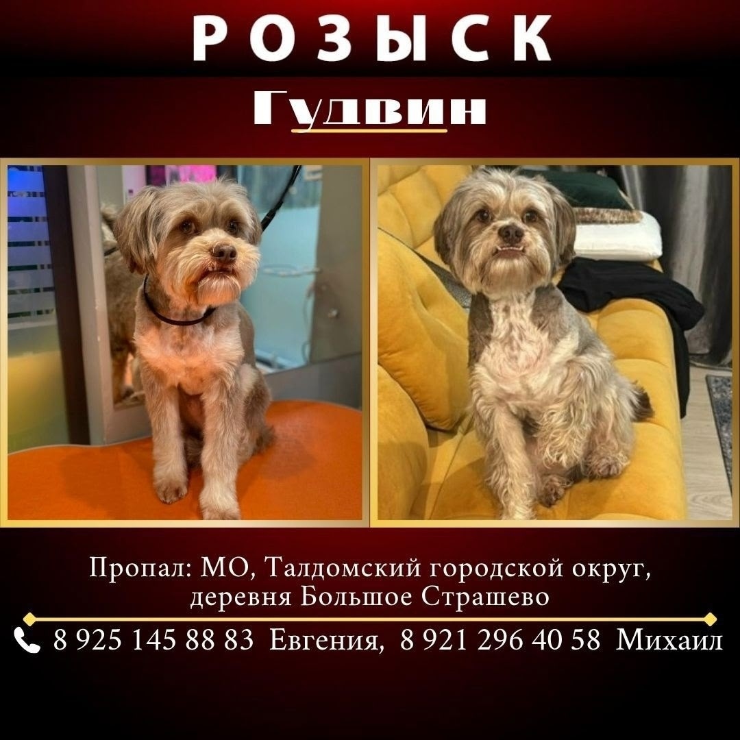 Пропала собака в Дмитрове — фото объявления