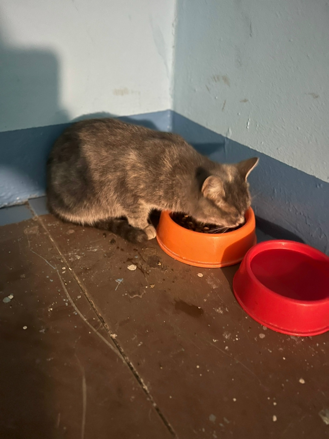 Пропала кошка в Дмитрове — фото объявления