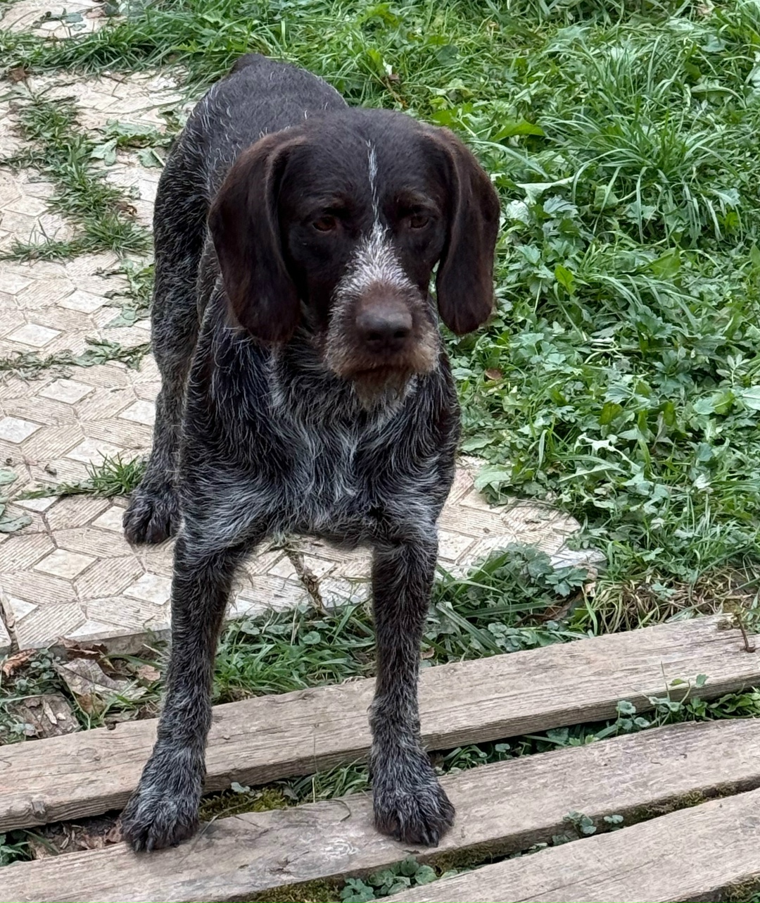 Найдена собака в Дмитрове — фото объявления