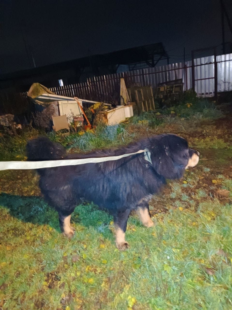 Найдена собака в Дмитрове — фото объявления