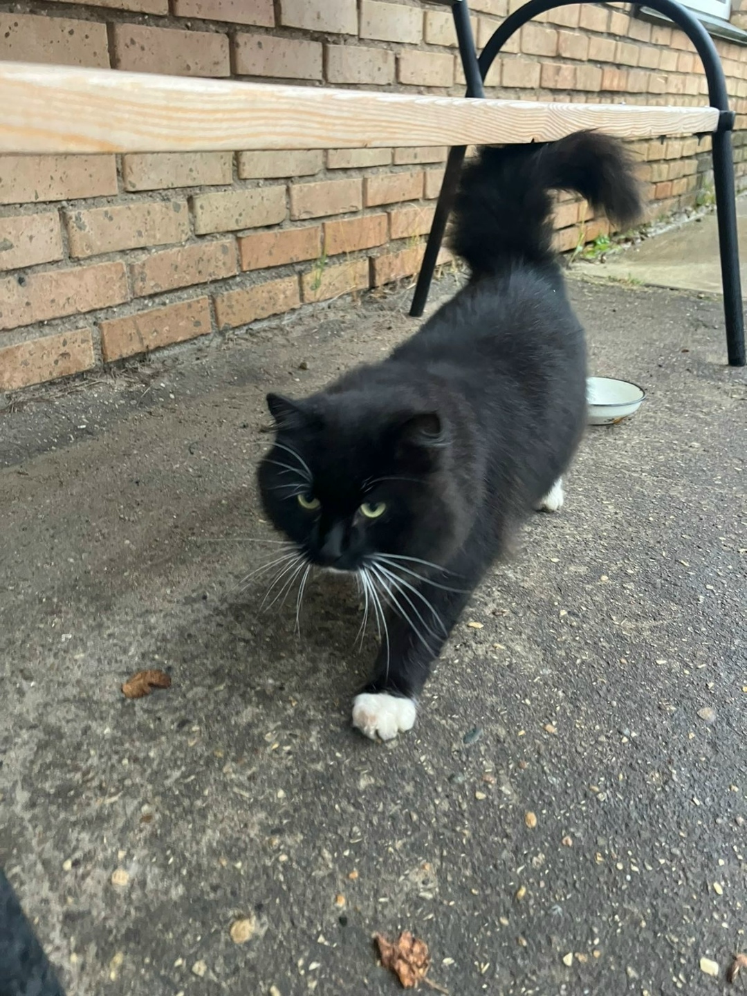 Пропала кошка в Дмитрове — фото объявления