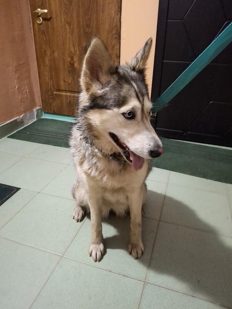 Найдена собака в Дмитрове — фото объявления