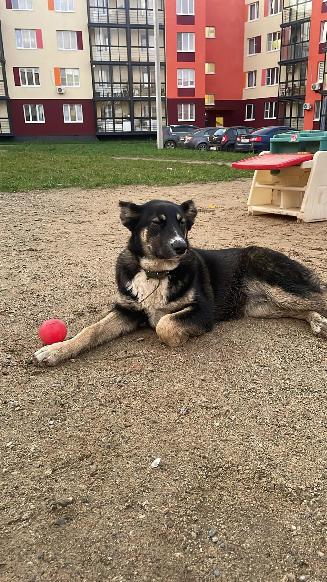 Пропала собака в Дмитрове — фото объявления