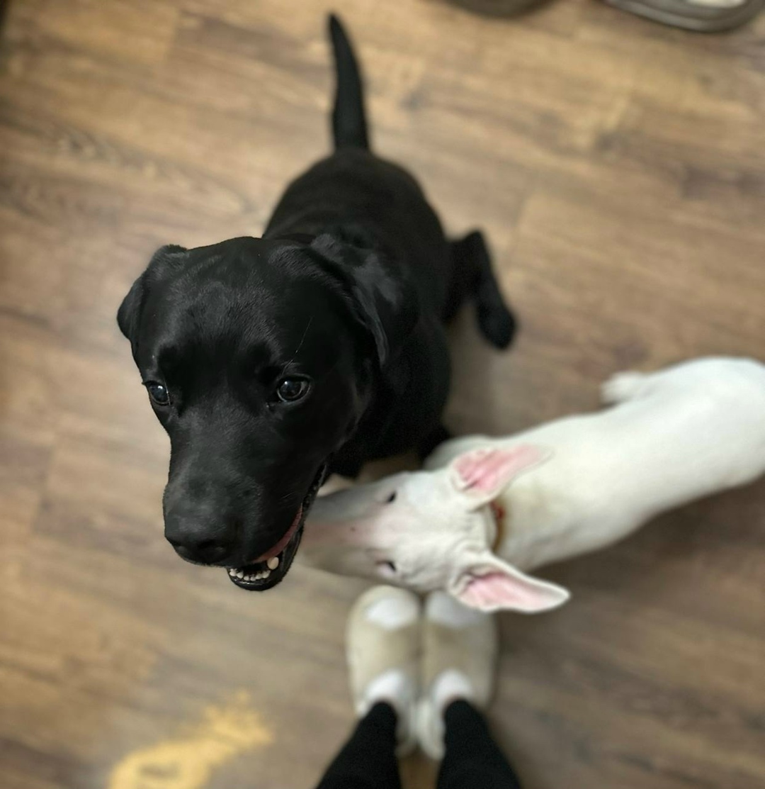 Пропала собака в Дмитрове — фото объявления