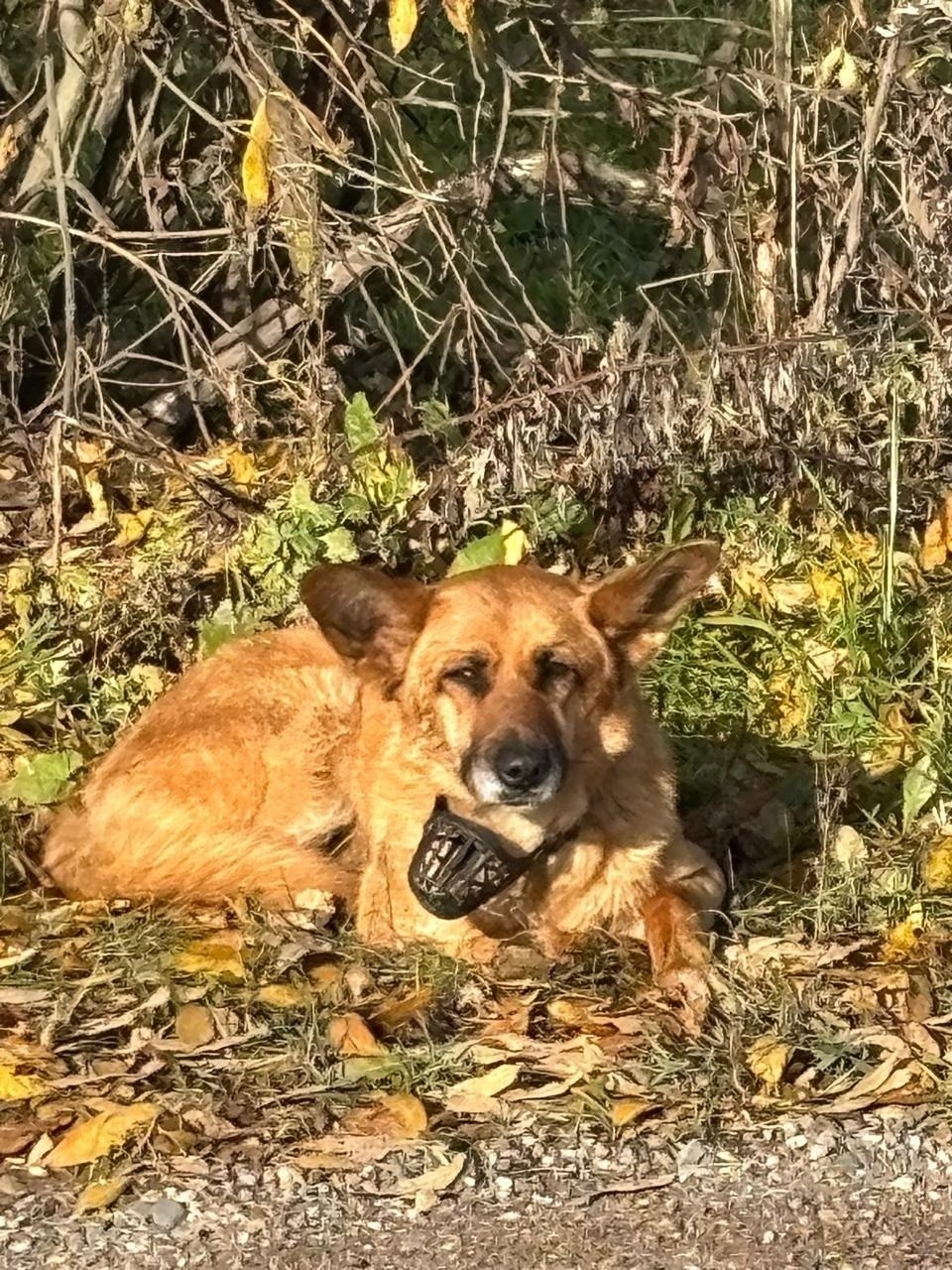 Найдена собака в Дмитрове — фото объявления
