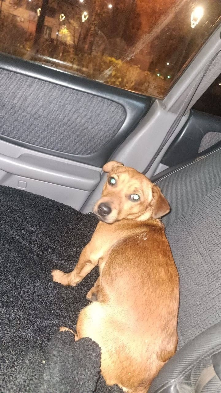 Пропала собака в Дмитрове — фото объявления