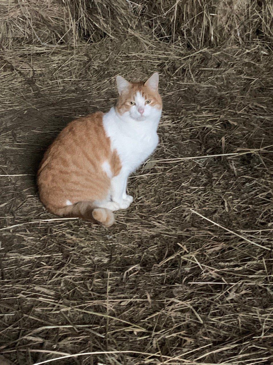 Найдена кошка в Дмитрове — фото объявления