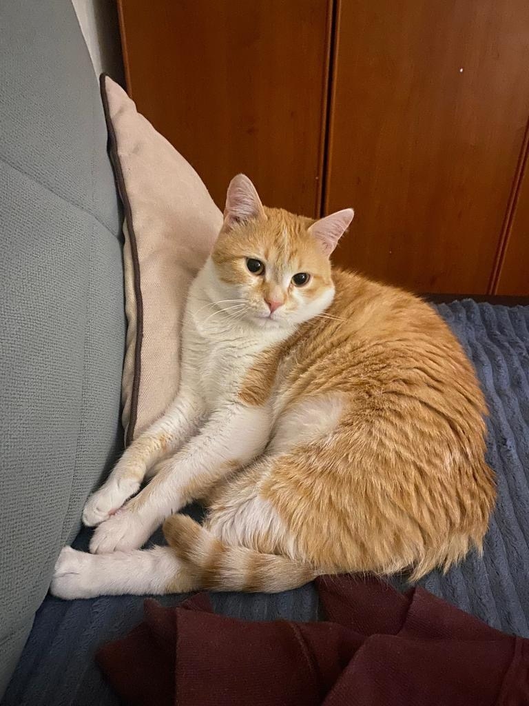 Пропала кошка в Дмитрове — фото объявления