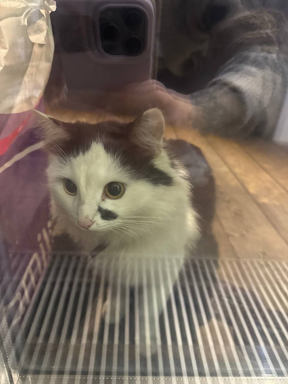 Найдена кошка в Дмитрове — фото объявления