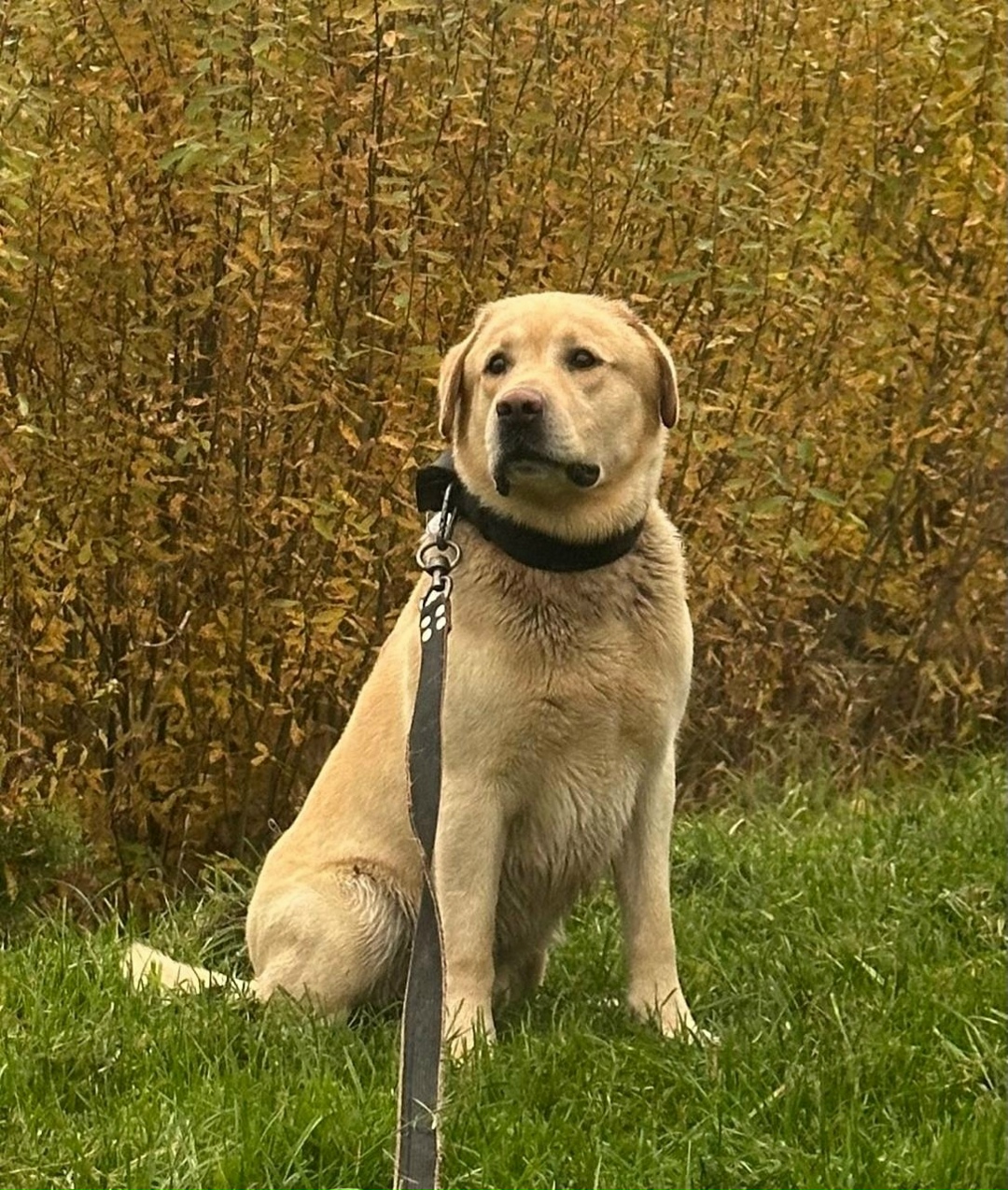 Пропала собака в Дмитрове — фото объявления