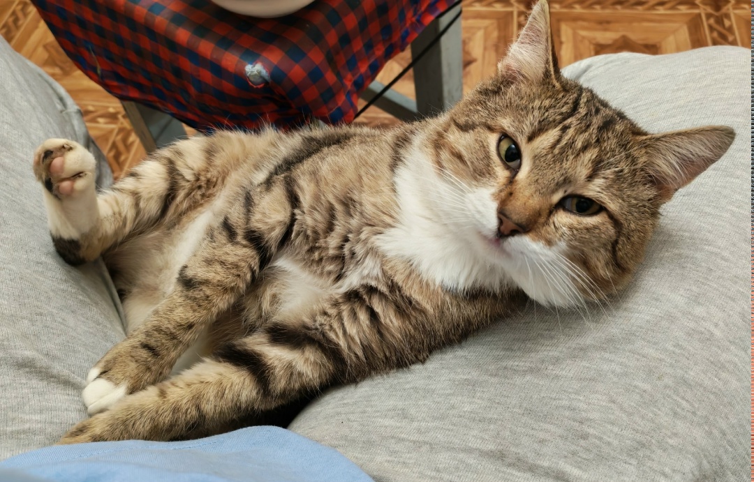 Пропала собака в Дмитрове — фото объявления