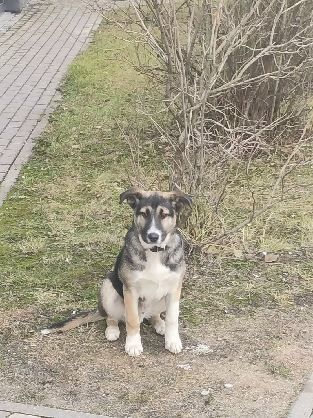 Пропала собака в Дмитрове — фото объявления