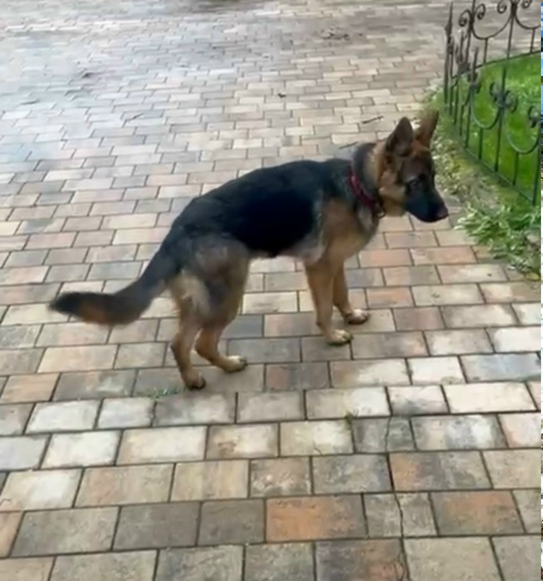 Пропала собака в Дмитрове — фото объявления