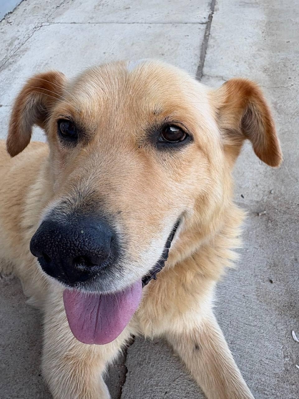 Пропала собака в Дмитрове — фото объявления