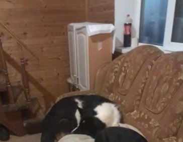 Пропала собака в Дмитрове — фото объявления