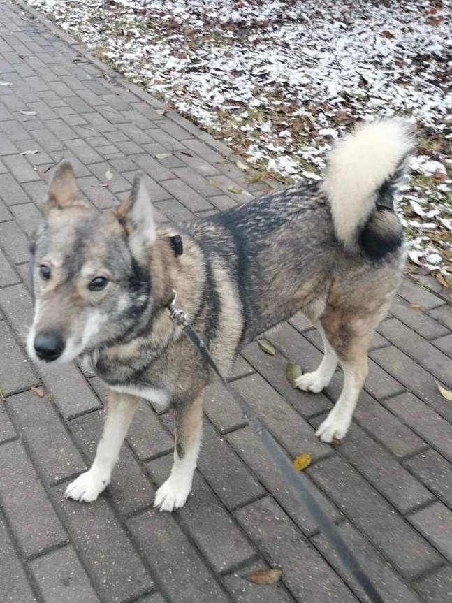 Пропала собака в Дмитрове — фото объявления