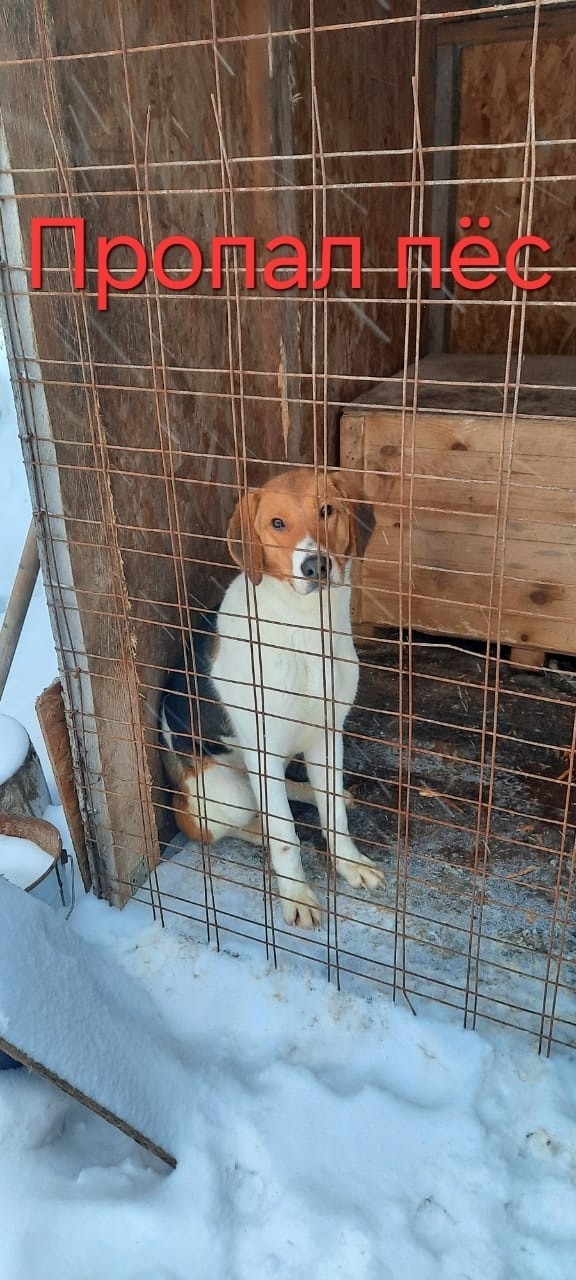 Пропала собака в Дмитрове — фото объявления