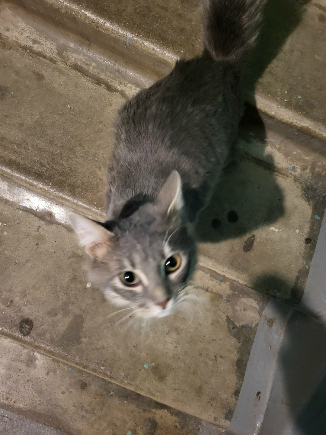 Найдена кошка в Дмитрове — фото объявления