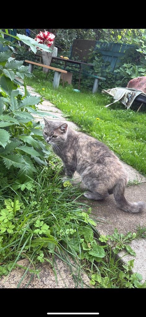 Пропала кошка в Дмитрове — фото объявления