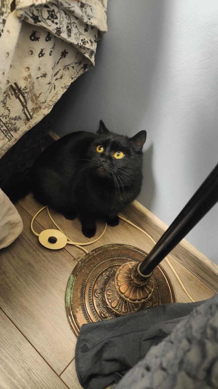 Пропала кошка в Дмитрове — фото объявления