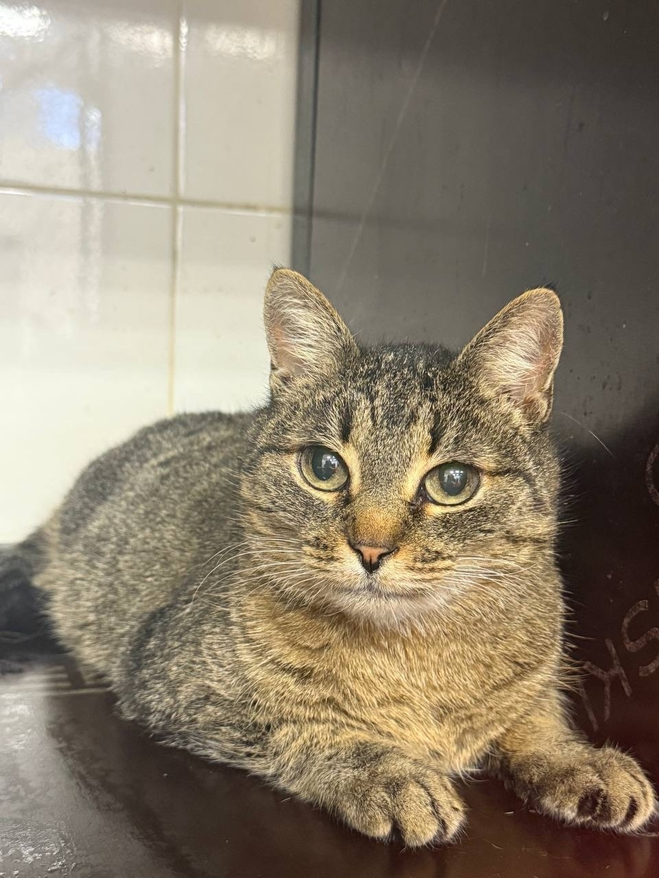 Найдена кошка в Дмитрове — фото объявления