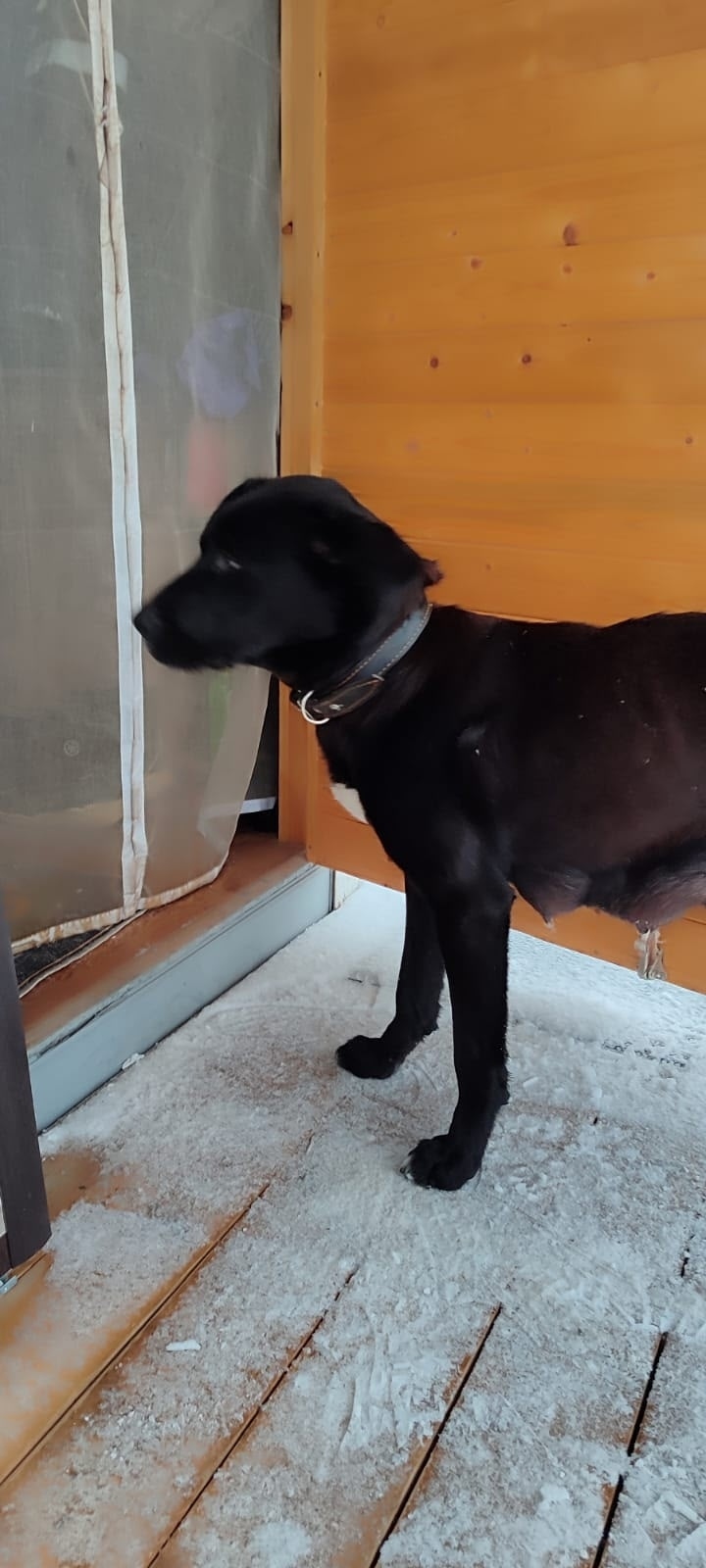 Найдена собака в Дмитрове — фото объявления