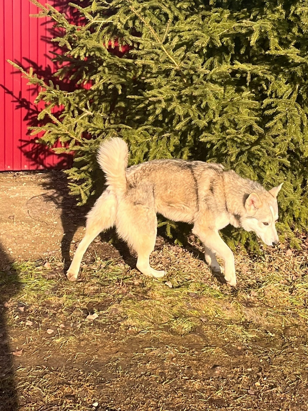 Найдена собака в Дмитрове — фото объявления