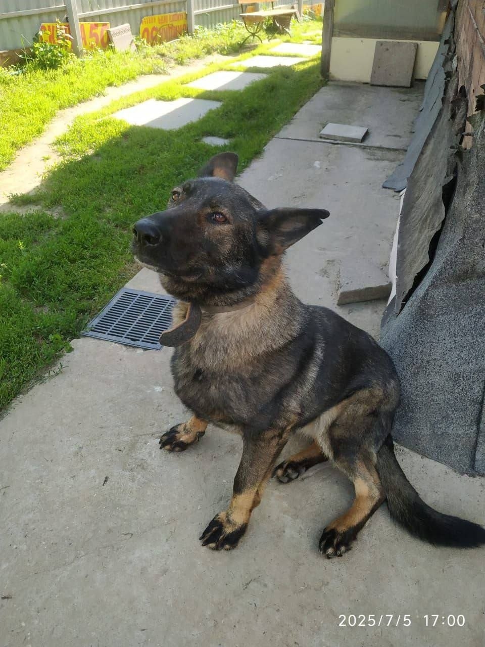 Пропала собака в Дмитрове — фото объявления