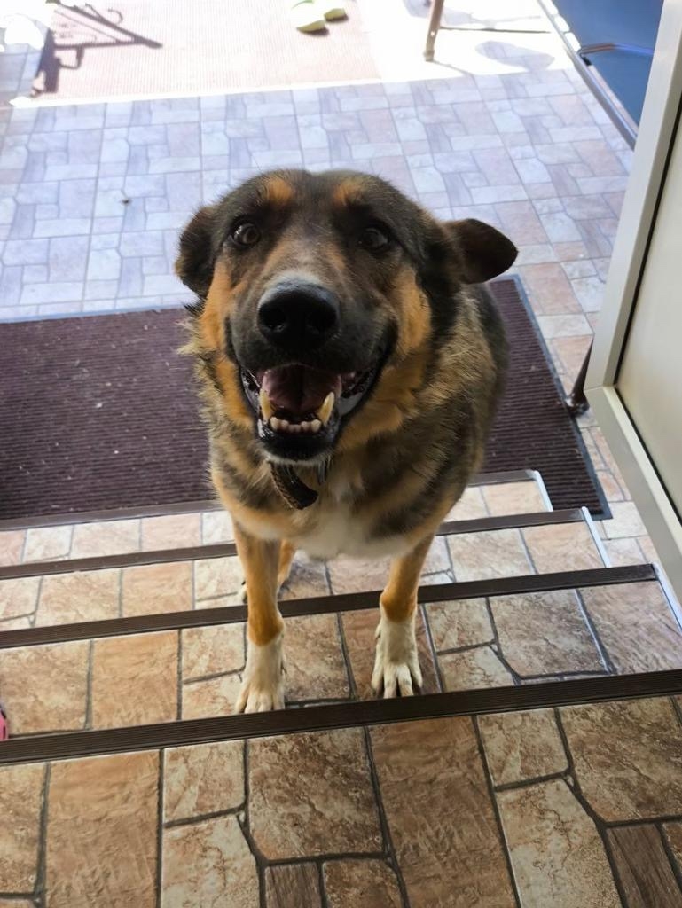 Пропала собака в Дмитрове — фото объявления