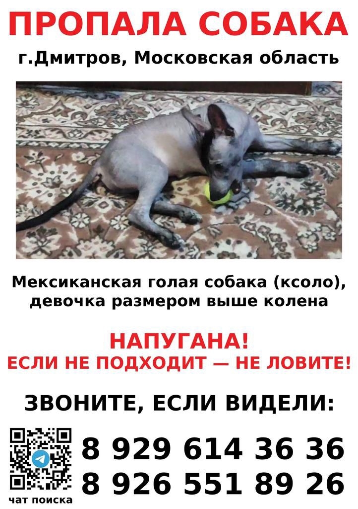 Пропала собака в Дмитрове — фото объявления