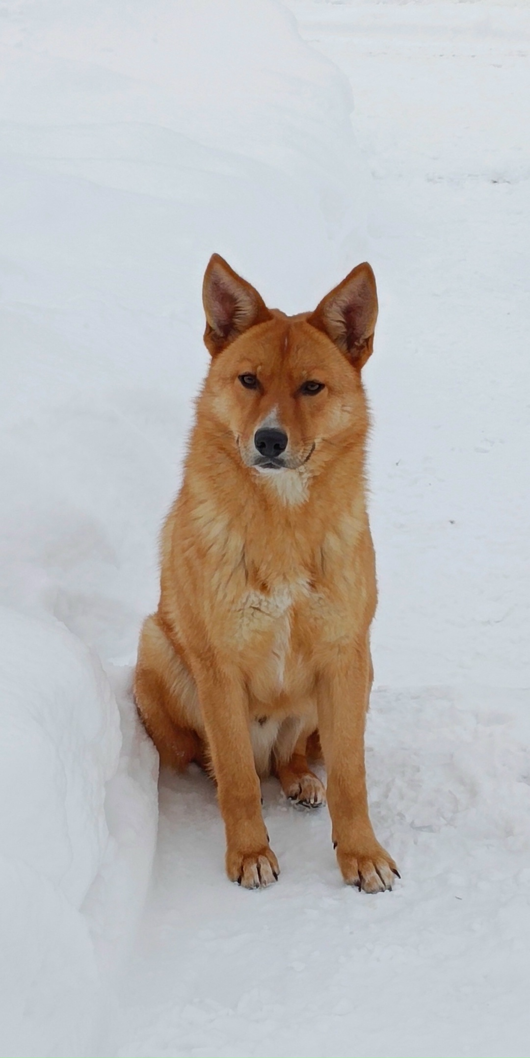 Пропала собака в Дмитрове — фото объявления