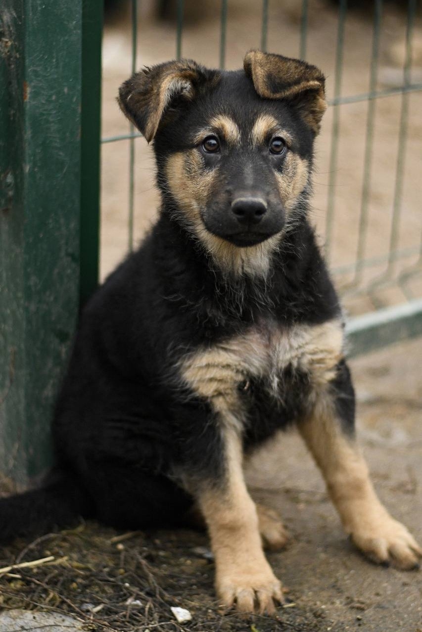 Найдена собака в Дмитрове — фото объявления