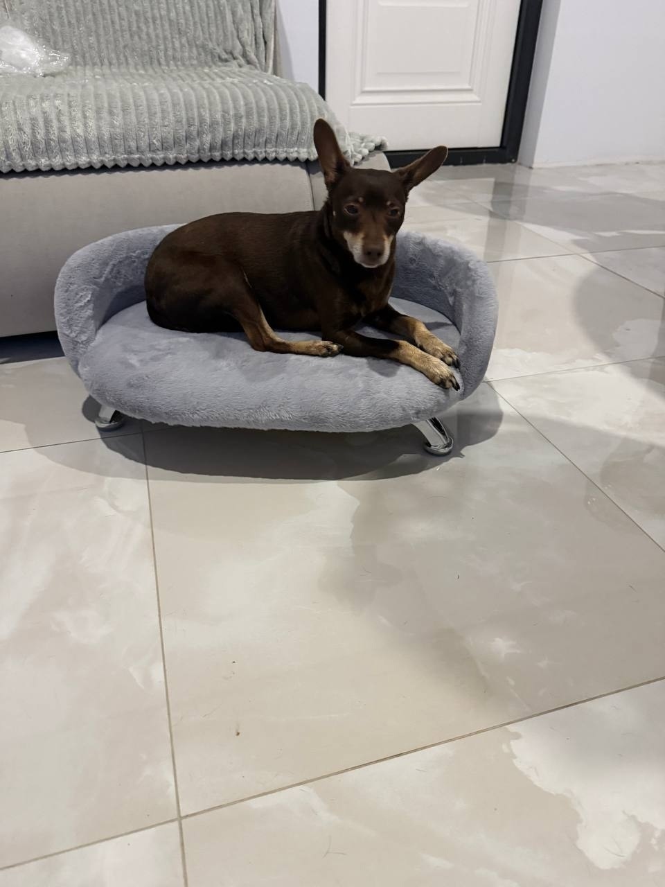 Пропала собака в Дмитрове — фото объявления