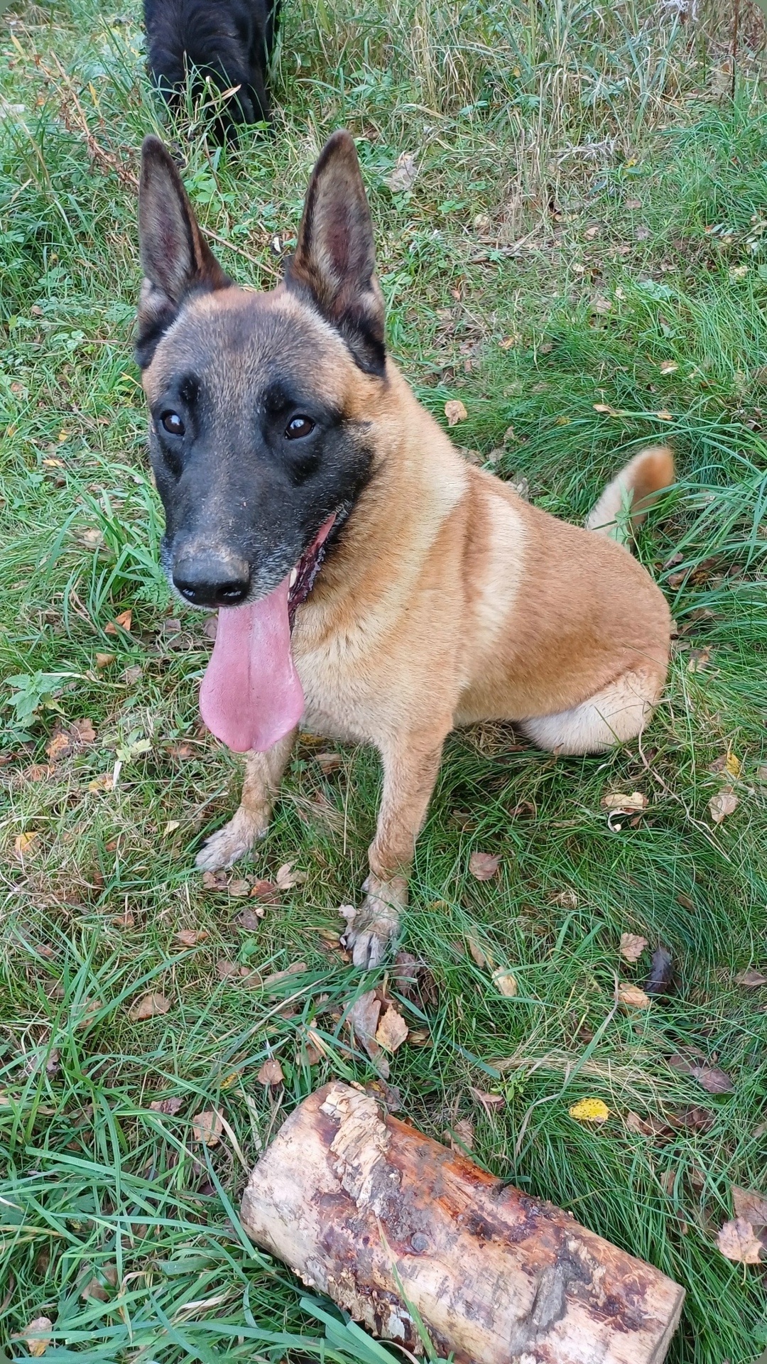 Пропала собака в Дмитрове — фото объявления
