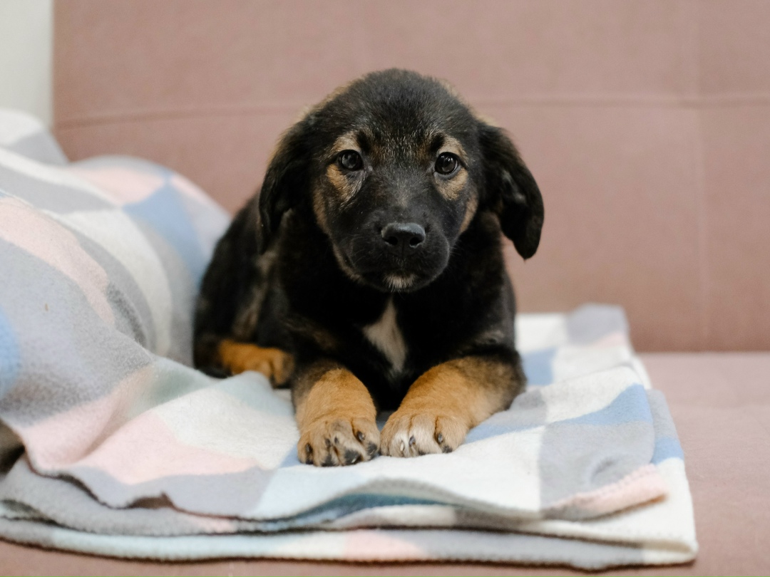 Найдена собака в Дмитрове — фото объявления