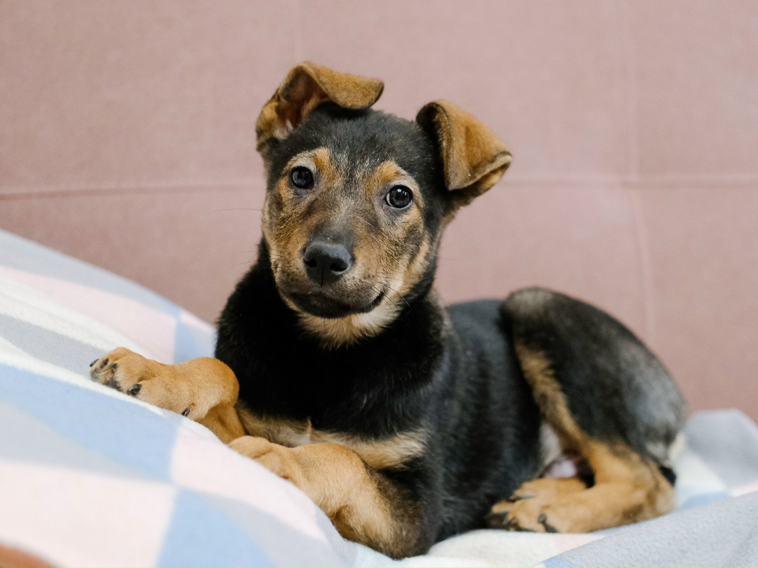 Найдена собака в Дмитрове — фото объявления